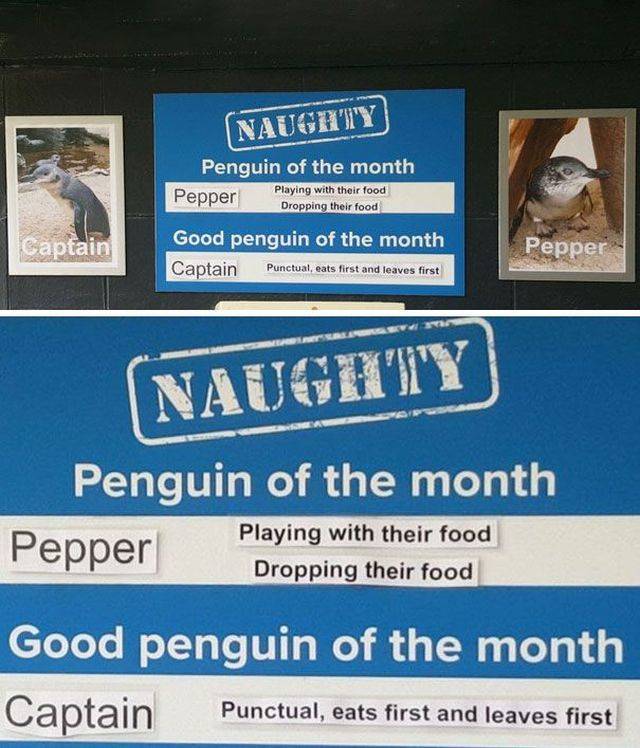 Some Penguins Have Absolutely No Shame (12 pics)