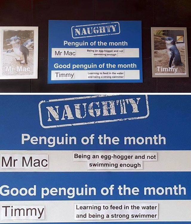 Some Penguins Have Absolutely No Shame (12 pics)