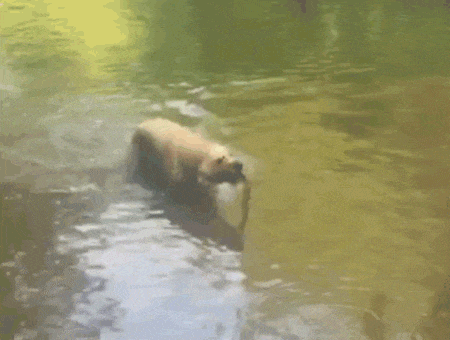 Acid Gifdump, August 01, 2018 (25 gifs)