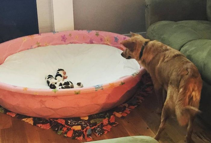 Mum Dog Is Confused When She Saw Her Four Baby ‘Cows’ (9 pics)