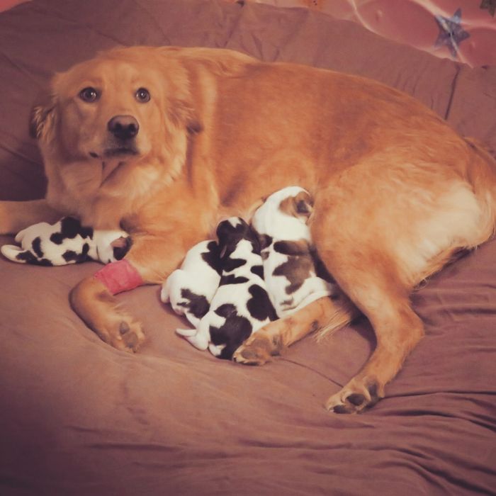 Mum Dog Is Confused When She Saw Her Four Baby ‘Cows’ (9 pics)