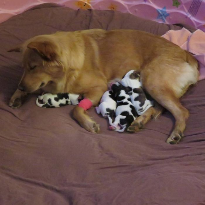 Mum Dog Is Confused When She Saw Her Four Baby ‘Cows’ (9 pics)