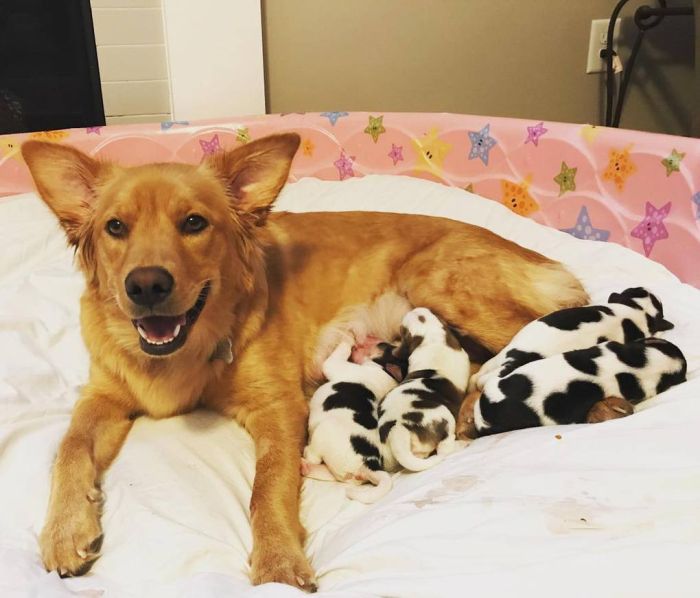 Mum Dog Is Confused When She Saw Her Four Baby ‘Cows’ (9 pics)