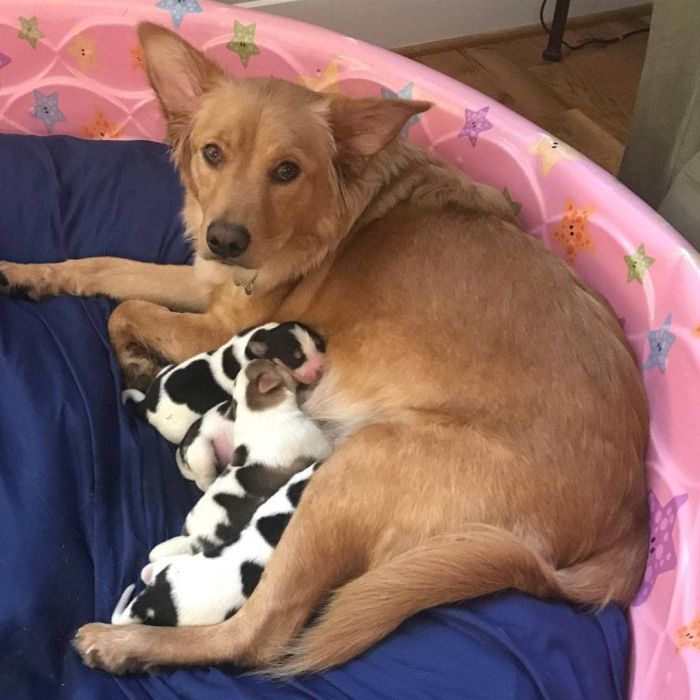 Mum Dog Is Confused When She Saw Her Four Baby ‘Cows’ (9 pics)