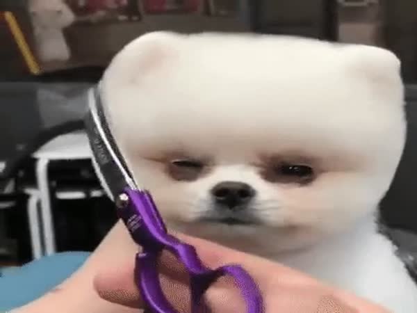 Haircut Of Pomeranian Spitz