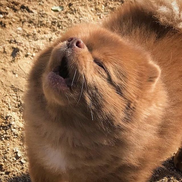 This Abandoned Pomeranian Dog Looks Like A Baby Bear (20 pics)