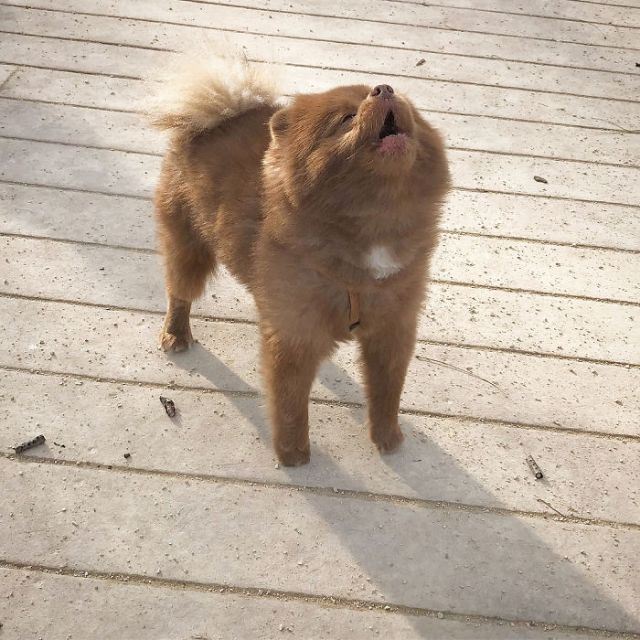 This Abandoned Pomeranian Dog Looks Like A Baby Bear (20 pics)