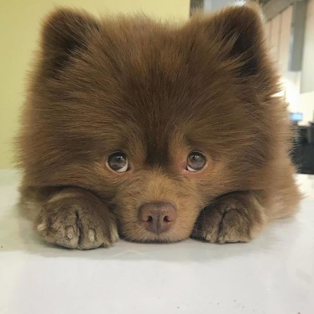 This Abandoned Pomeranian Dog Looks Like A Baby Bear (20 pics)