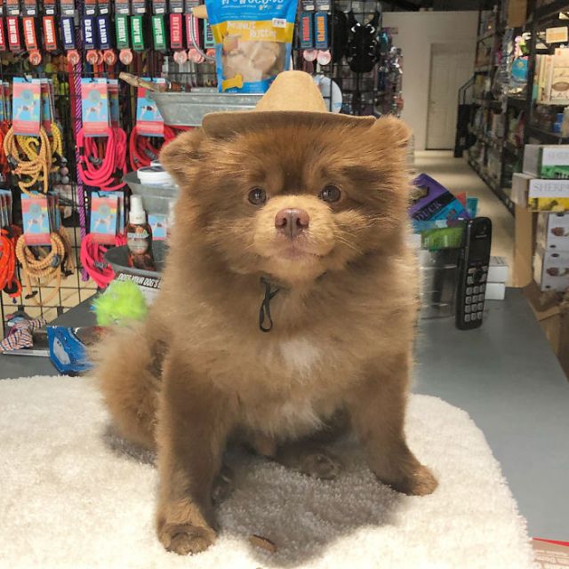 This Abandoned Pomeranian Dog Looks Like A Baby Bear (20 pics)