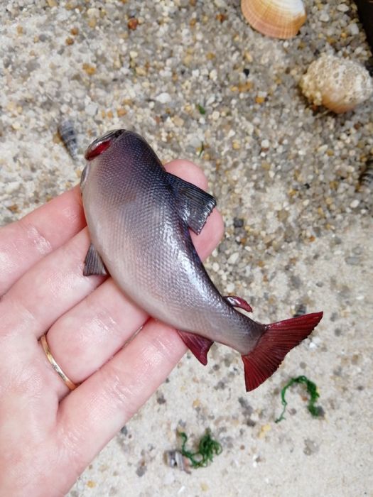 This Fish Looks So Real. But Is It? (11 pics)