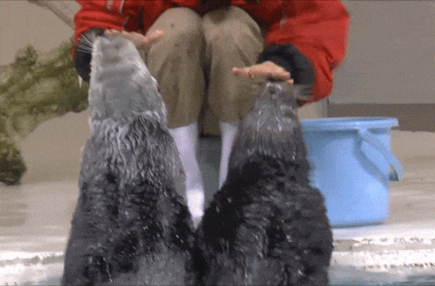 Acid Gifdump, August 02, 2018 (25 gifs)