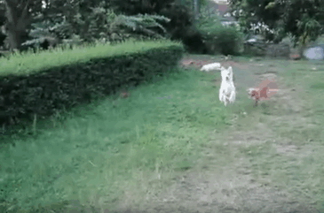 Acid Gifdump, August 02, 2018 (25 gifs)