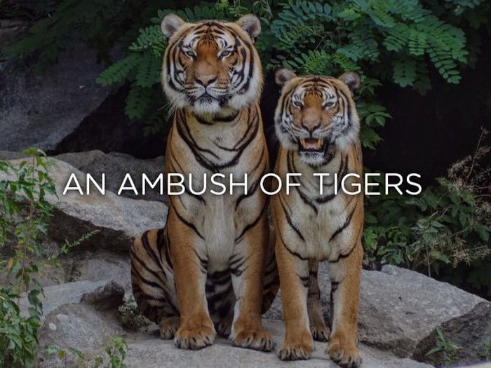 Proper Names For Groups Of Animals (24 pics)