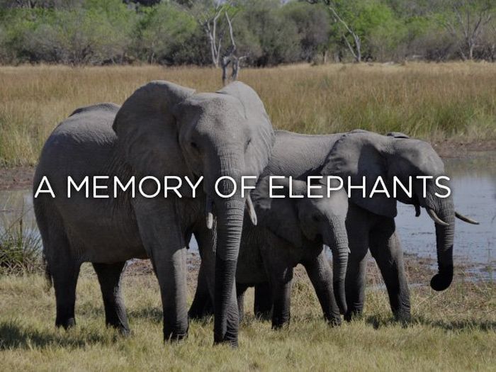 Proper Names For Groups Of Animals (24 pics)