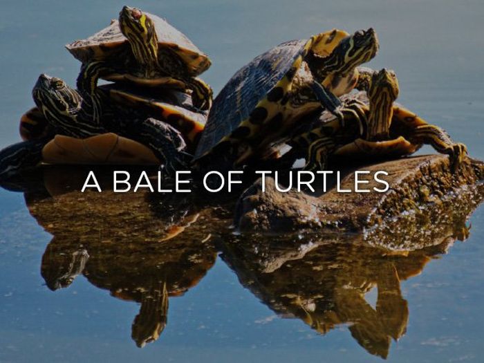 Proper Names For Groups Of Animals (24 pics)