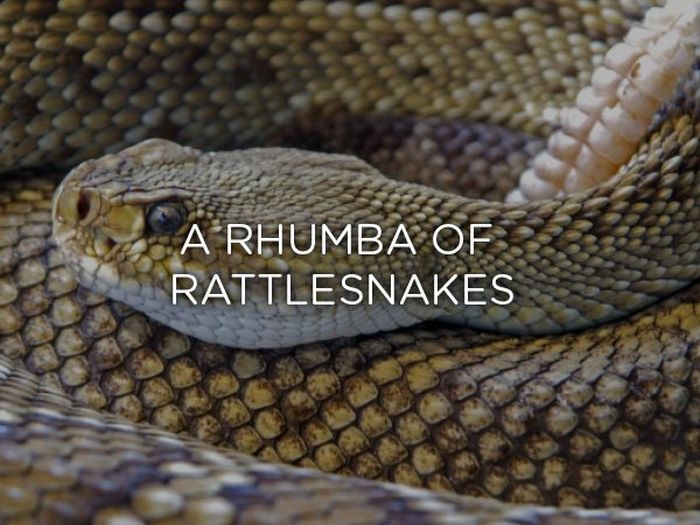 Proper Names For Groups Of Animals (24 pics)