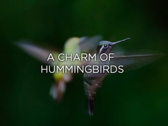 Proper Names For Groups Of Animals (24 pics)