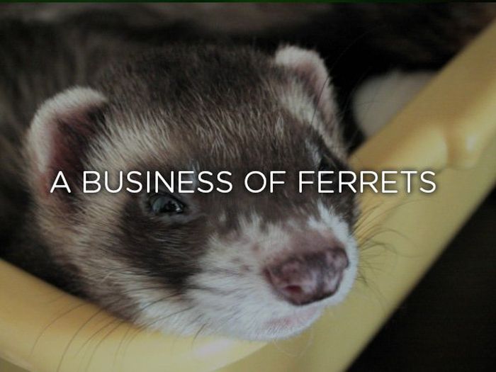 Proper Names For Groups Of Animals (24 pics)
