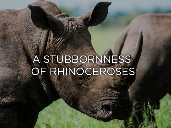 Proper Names For Groups Of Animals (24 pics)