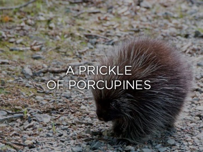 Proper Names For Groups Of Animals (24 pics)