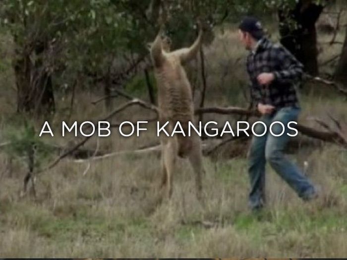 Proper Names For Groups Of Animals (24 pics)