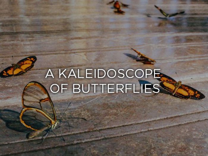 Proper Names For Groups Of Animals (24 pics)