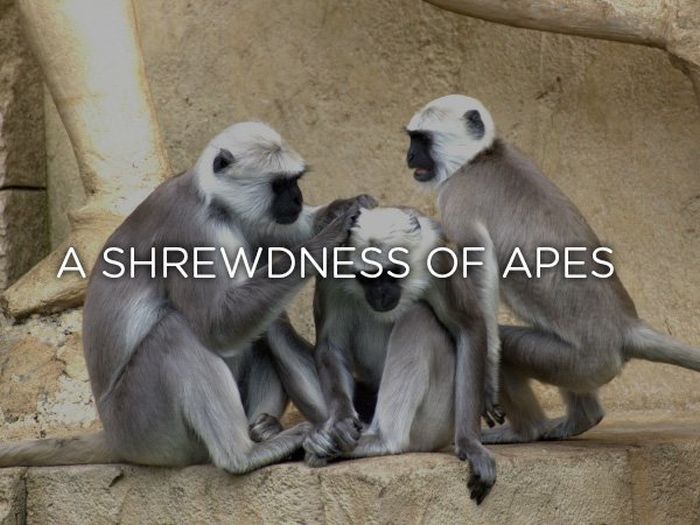 Proper Names For Groups Of Animals (24 pics)