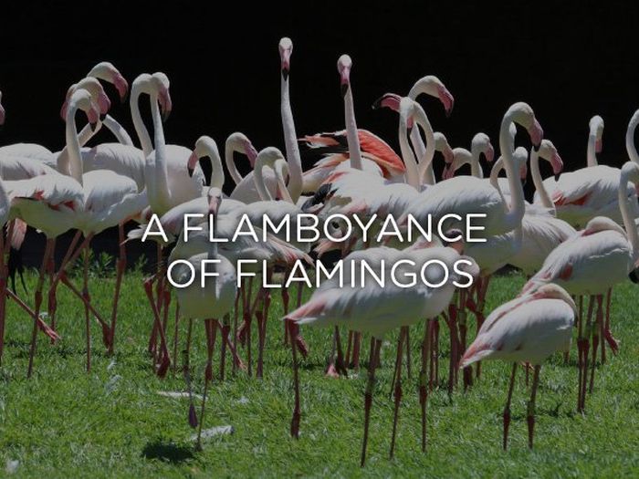 Proper Names For Groups Of Animals (24 pics)