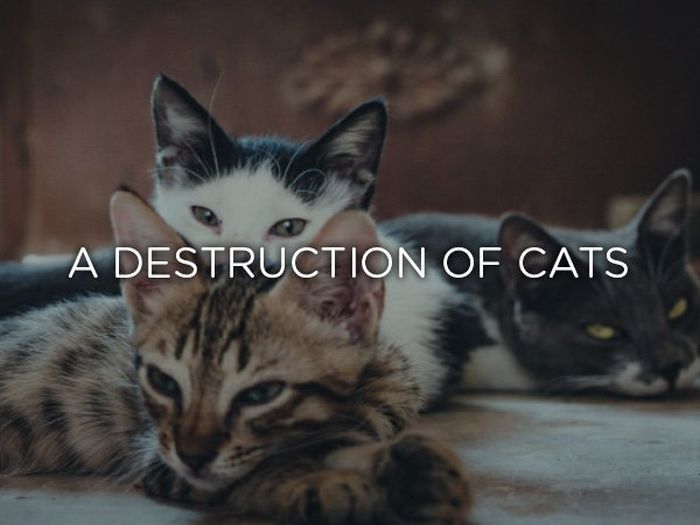 Proper Names For Groups Of Animals (24 pics)