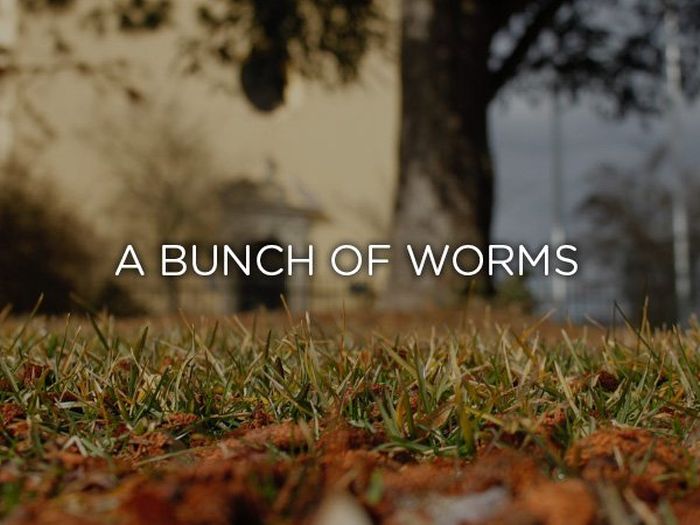 Proper Names For Groups Of Animals (24 pics)