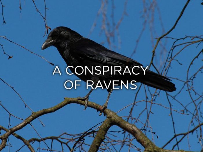 Proper Names For Groups Of Animals (24 pics)