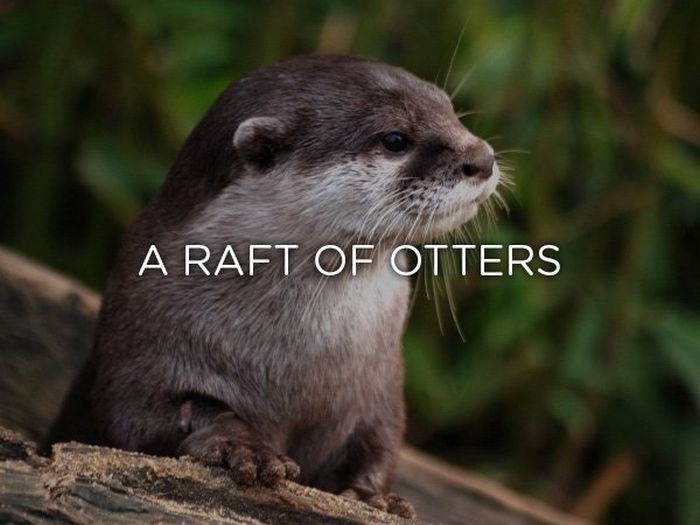 Proper Names For Groups Of Animals (24 pics)