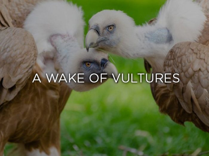 Proper Names For Groups Of Animals (24 pics)
