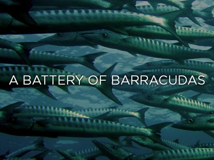 Proper Names For Groups Of Animals (24 pics)