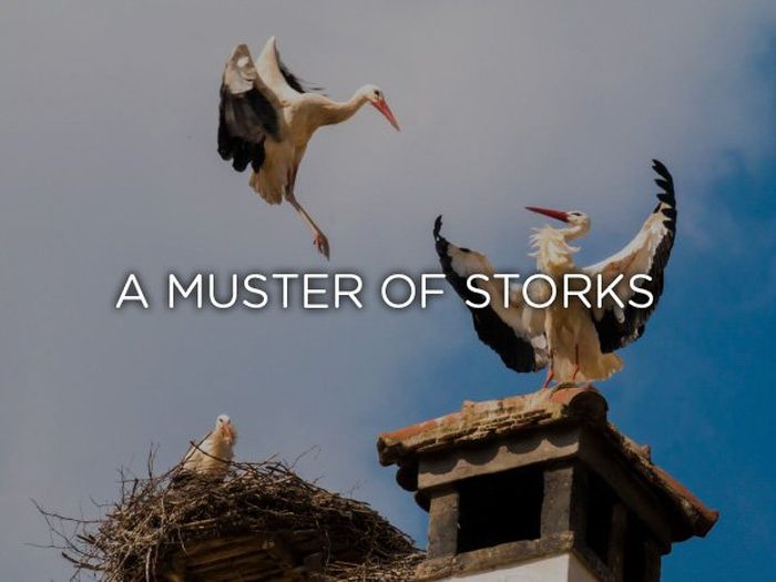 Proper Names For Groups Of Animals (24 pics)