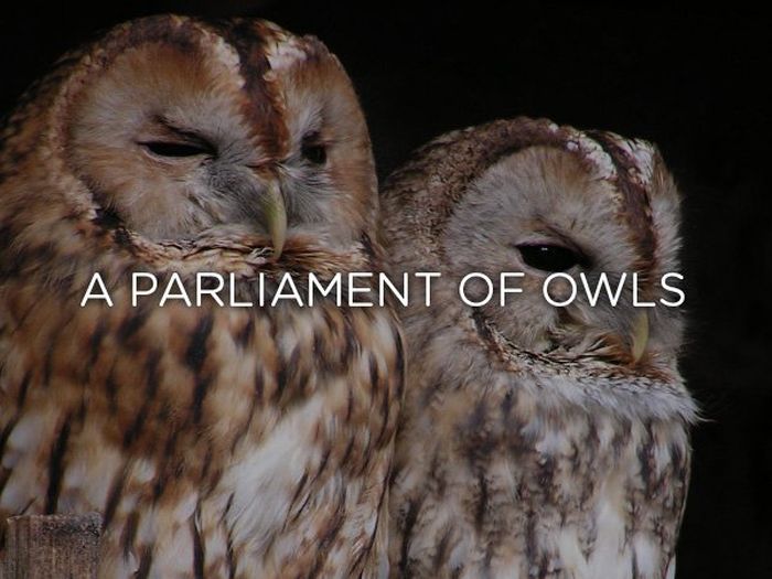 Proper Names For Groups Of Animals (24 pics)