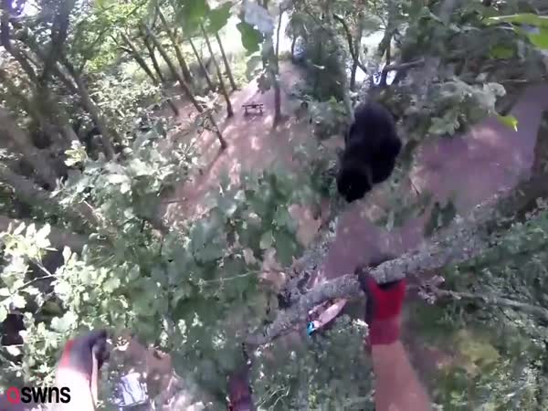 Cat Attacked A Tree Surgeon Who Climbed A Tree To Save It