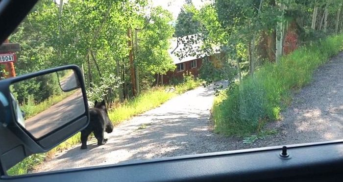 Black Bear Destroys A Car (5 pics)