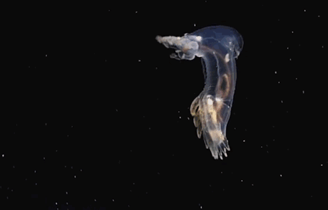 Deep See Is A Scary Place (17 gifs)