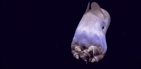 Deep See Is A Scary Place (17 gifs)
