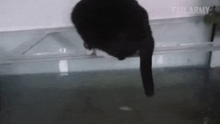 Acid Gifdump, August 03, 2018 (25 gifs)