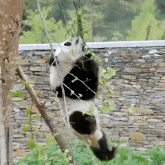Acid Gifdump, August 03, 2018 (25 gifs)