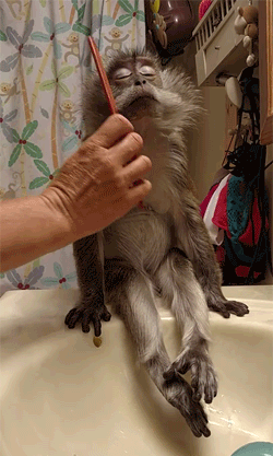Acid Gifdump, August 03, 2018 (25 gifs)
