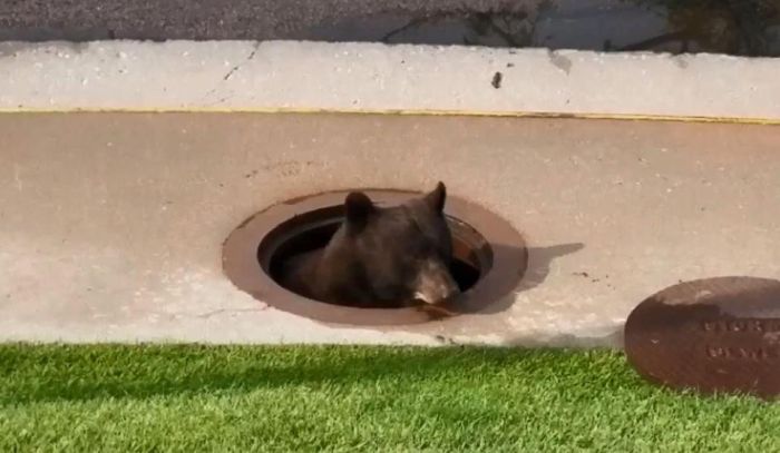 A Bear Inside A Sewer In Colorado Springs (9 pics)