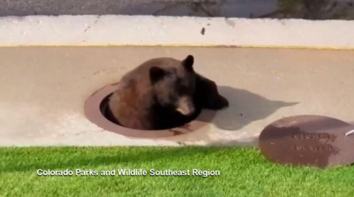 A Bear Inside A Sewer In Colorado Springs (9 pics)