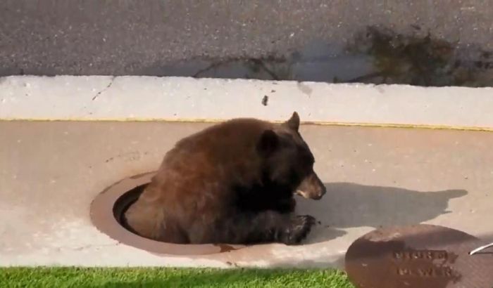 A Bear Inside A Sewer In Colorado Springs (9 pics)
