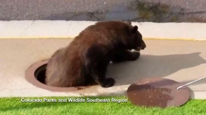 A Bear Inside A Sewer In Colorado Springs (9 pics)