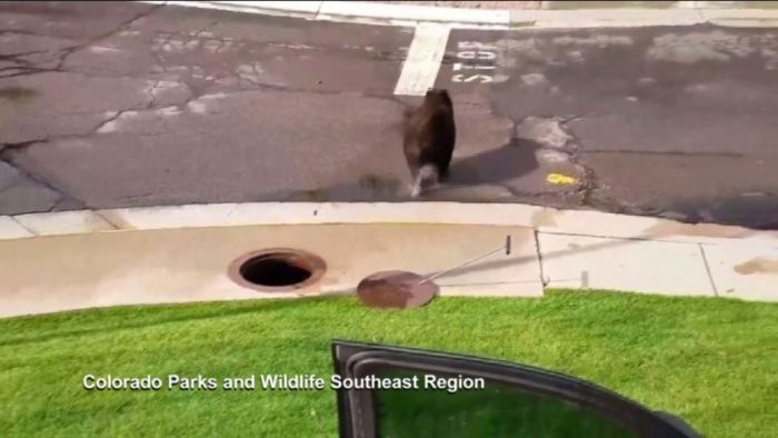 A Bear Inside A Sewer In Colorado Springs (9 pics)