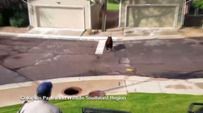A Bear Inside A Sewer In Colorado Springs (9 pics)