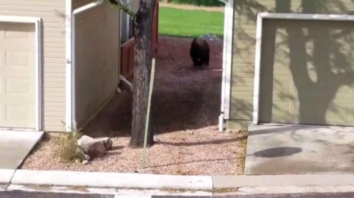 A Bear Inside A Sewer In Colorado Springs (9 pics)